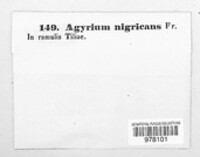Platygloea nigricans image